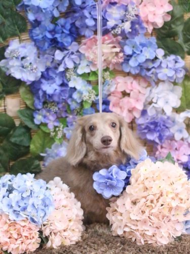 20250619ぺこちゃん